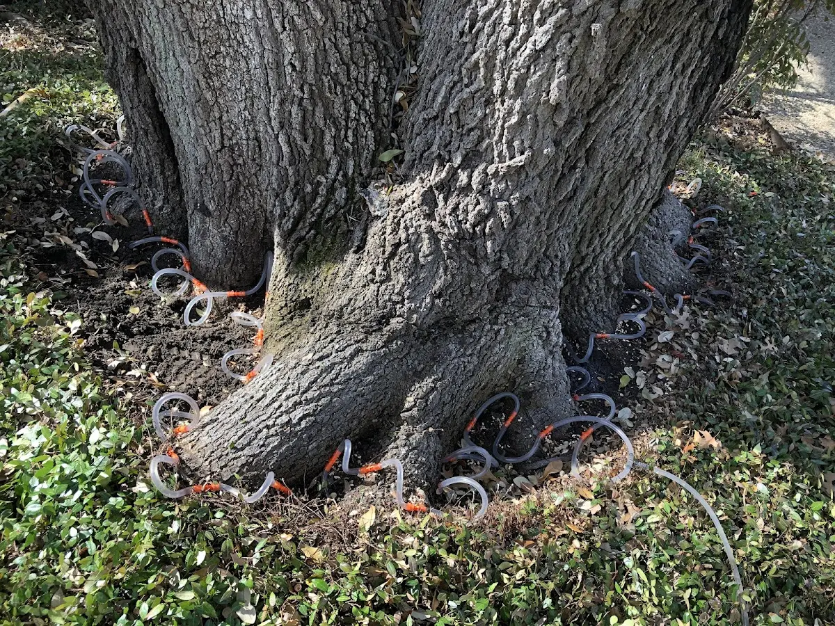 Detailed Tree Cabling and Bracing job site in New Brunswick
