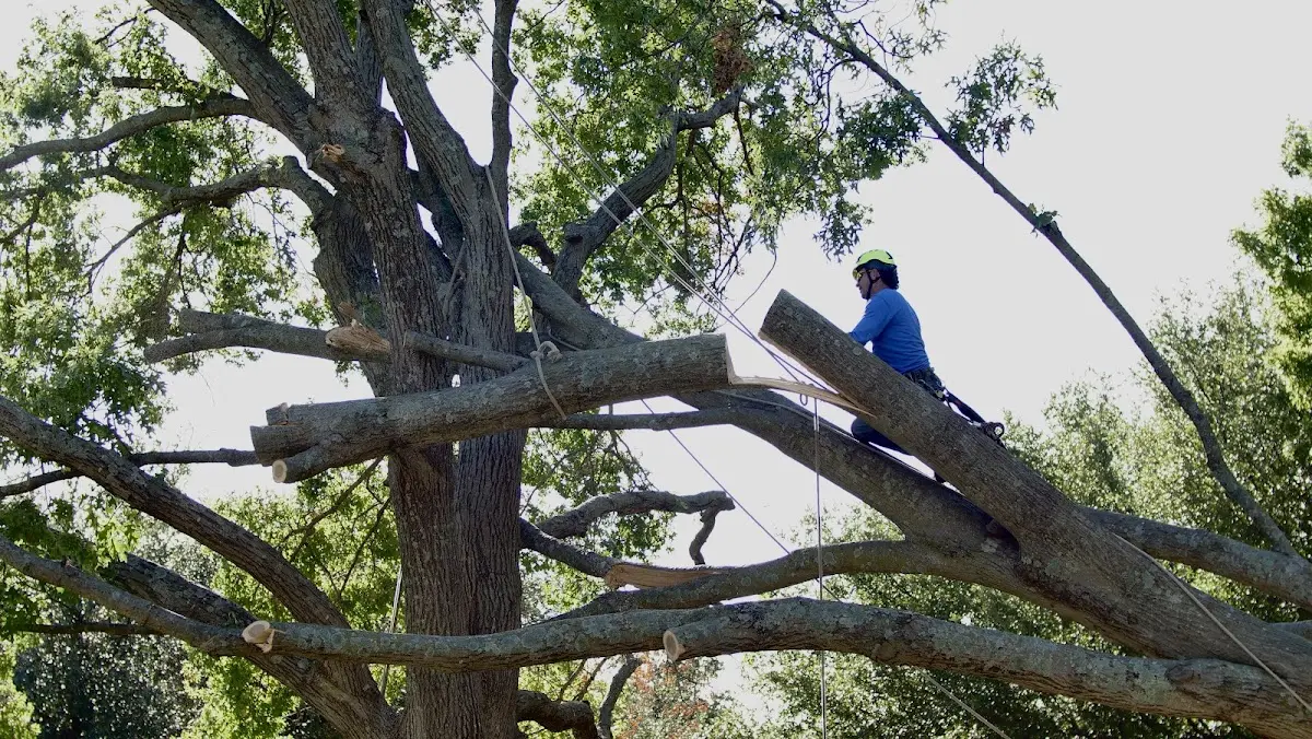 Professional Crown Thinning performed by certified arborists in New Brunswick